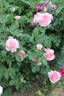 Doris Leuthard rose photo