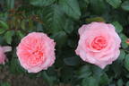 Alderley Park rose photo