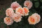 Fragrant Apricot ™ rose photo