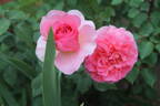 Ingwer J. Jensen rose photo