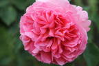 Ingwer J. Jensen rose photo