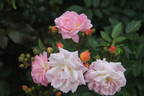 Joanne de Féligonde rose photo