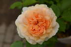 La Belle Peau rose photo