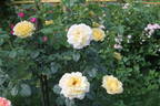 Cyrano de Bergerac® rose photo