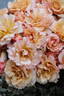 Hatsune rose photo