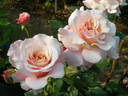 Chou Chou rose photo