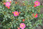 Rainbow Magic ™ rose photo
