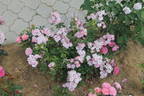 Blue Mist rose photo