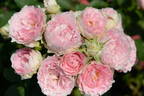 Gentille rose photo
