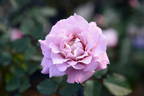 C'est Mignon! rose photo