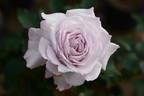 C'est Mignon! rose photo
