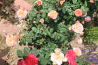 André Turcat rose photo