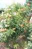 Bonanza ® rose photo