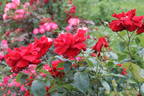 Château d'Amboise® rose photo