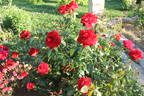 DELrouvel rose photo