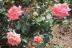 Ann Henderson rose photo