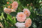 Ostseeperle rose photo