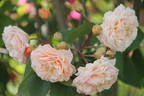 Ostseeperle rose photo
