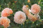 Ostseeperle rose photo