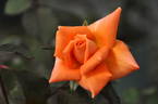 Chihayafuru rose photo