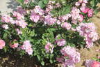 Blue Mist rose photo