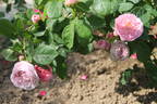 Allegra rose photo