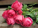 Meistersinger rose photo