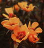 Afghan Girl rose photo