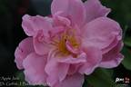 Applejack rose photo