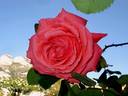 Dee Dee Bridgewater ® rose photo