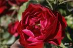 Ile Rouge rose photo