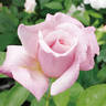 Smooth Perfume rose photo