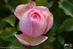 Nirvana ® rose photo