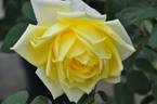 Gekko rose photo