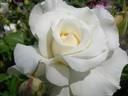 Elegance Ivory rose photo