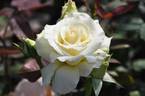 Hakuchô rose photo