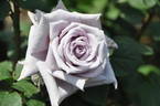 Chateau Myrtille rose photo