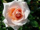 Kotone rose photo