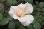 Pray rose photo