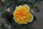 Imitation Gold rose photo