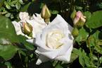 Ginsekai rose photo
