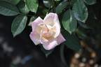 White La Vie en Rose rose photo
