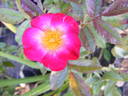 Deutsche Danzing rose photo