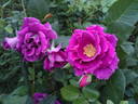 Blues Harp rose photo