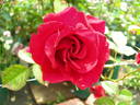 Sultan Qaboos rose photo