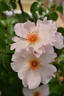 The Simple Life rose photo