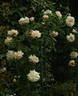 French Lace, Cl. rose photo