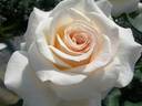 French Lace, Cl. rose photo
