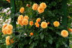 Star Chaser rose photo