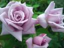 Madame Violet, Cl. rose photo